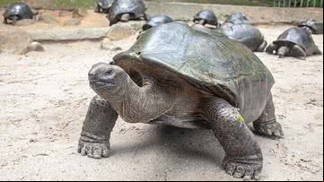 Imagem de uma tartaruga-gigante (Aldabrachelys gigantea) - Yulia Kolosova via Wikimedia Commons