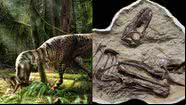 Ilustração do dinossauro (à esqu.) e registro do fóssil (à dir.) - Julius Csotonyi e Royal Tyrell Museum of Palaeontology
