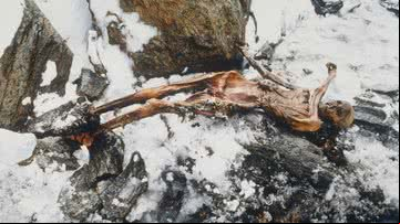 A curiosa descoberta de Ötzi - Getty Images