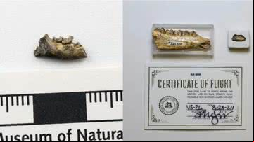 Fósseis do primata e do cavalo mais antigos do mundo foram ao espaço - Museu da Flórida/Jeff Gage
