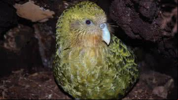 Cácapo, papagaio raro da fauna neozelandesa - New Zealand Department of Conservation