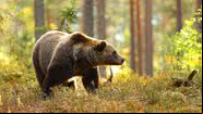 Imagem ilustrativa de um urso - Getty Images