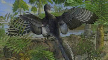 O Archaeopteryx - Divulgação/Michael Rothman