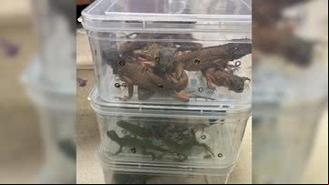 Cerca de 100 animais foram apreendidos em aeroporto - Divulgação/X