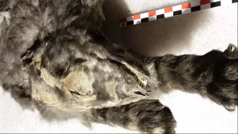 Filhotes foram congelados no norte da Sibéria - Divulgação/Instituto Real Belga de Ciências Naturais