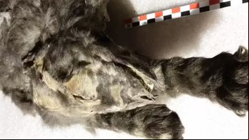 Filhotes foram congelados no norte da Sibéria - Divulgação/Instituto Real Belga de Ciências Naturais
