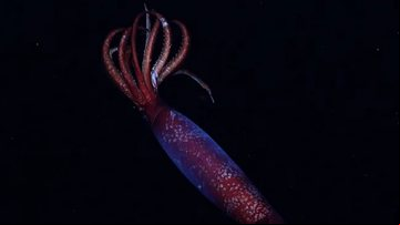 Pesquisadores filmam lula vermelho-sangue na Antártida - Divulgação/Schmidt Ocean Institute