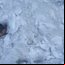 Suíço fica enterrado na neve por mais de duas horas e quebra recorde mundial