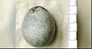 Um dos ovos encontrados de 1.700 anos - Oxford Archeology