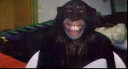 Travis, o chimpanzé - Divulgação/ Youtube