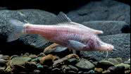 Peixe descoberto na China não tem pigmentação e tem chifre similar ao de um unicórnio mitológico - Divulgação/Xu et al. 2023