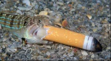 Peixe-lagarto com filtro de cigarro em sua boca - Divulgação /Steven Kovacs
