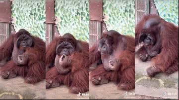 Orangotango fumando em zoo no Vietnã - Divulgação/ Redes Sociais