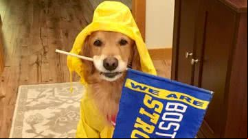 Spencer, o Golden Retriever mascote da Maratona de Boston - Reprodução/Facebook